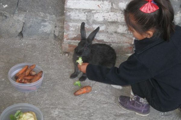 Haiti feeds the bunny_Puebla 2014 Haiti feeds the bunny_Puebla 2014