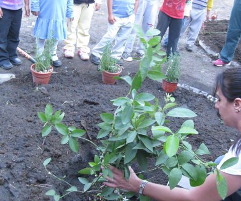Iliana plants lemon tree_Puebla 2014 Iliana plants lemon tree_Puebla 2014