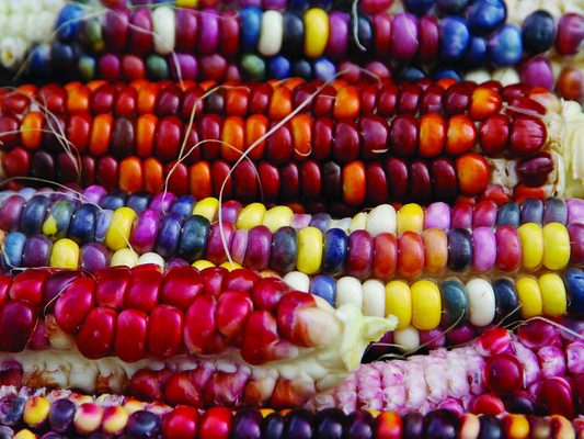 Painted Mountain Corn - ACGoP - USA - 2015 Photo- Illène Pevec. Heritage variety of sweetcorn grown by Fat City Farmers in collaoration with A Child's Garden of Peace Painted Mountain Corn - ACGoP - USA - 2015 Photo- Illène Pevec. Heritage variety of sweetcorn grown by Fat City Farmers in collaoration with A Child's Garden of Peace